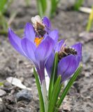 Crocus vernus