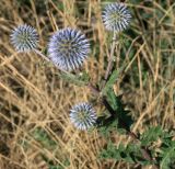 Echinops sphaerocephalus. Верхушка цветущего растения. Краснодарский край, г. Новороссийск, заповедник Утриш, вершина песчаного обрыва над морем. 08.06.2014.