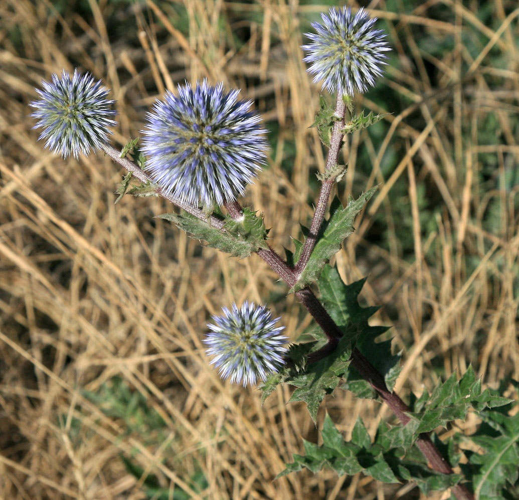 Изображение особи Echinops sphaerocephalus.