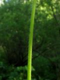 Image of taxon representative. Author is Николай Степанов