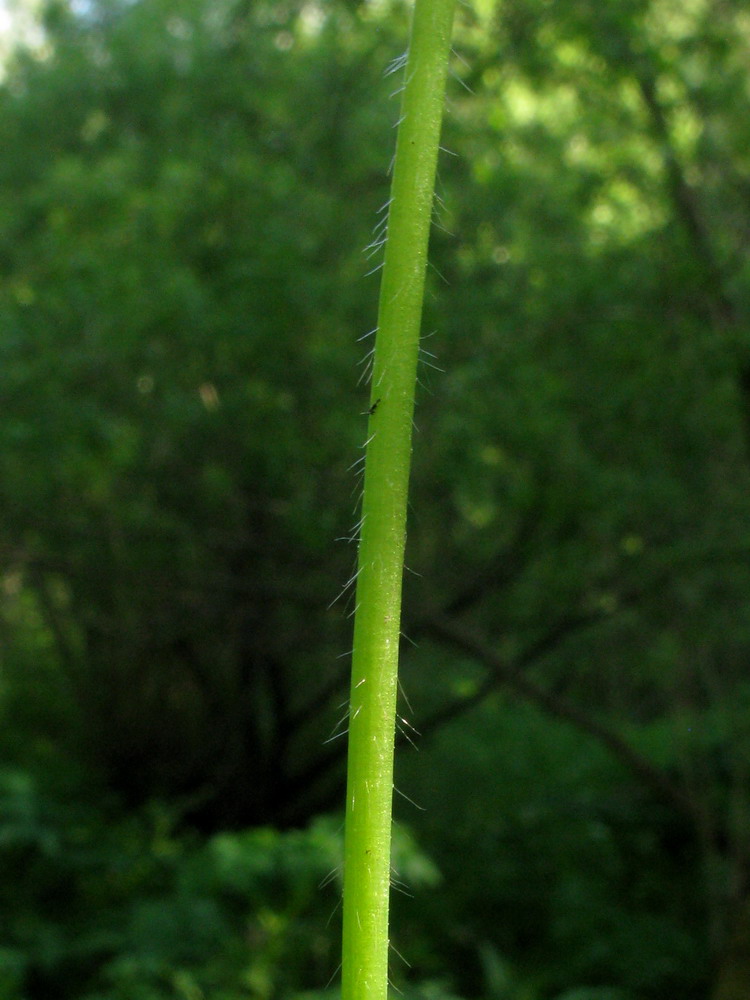Image of Ranunculus subborealis specimen.