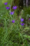 Campanula altaica