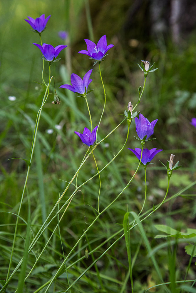Image of Campanula altaica specimen.