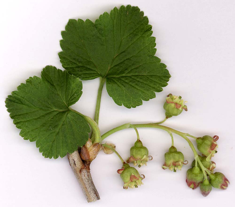 Изображение особи Ribes nigrum.