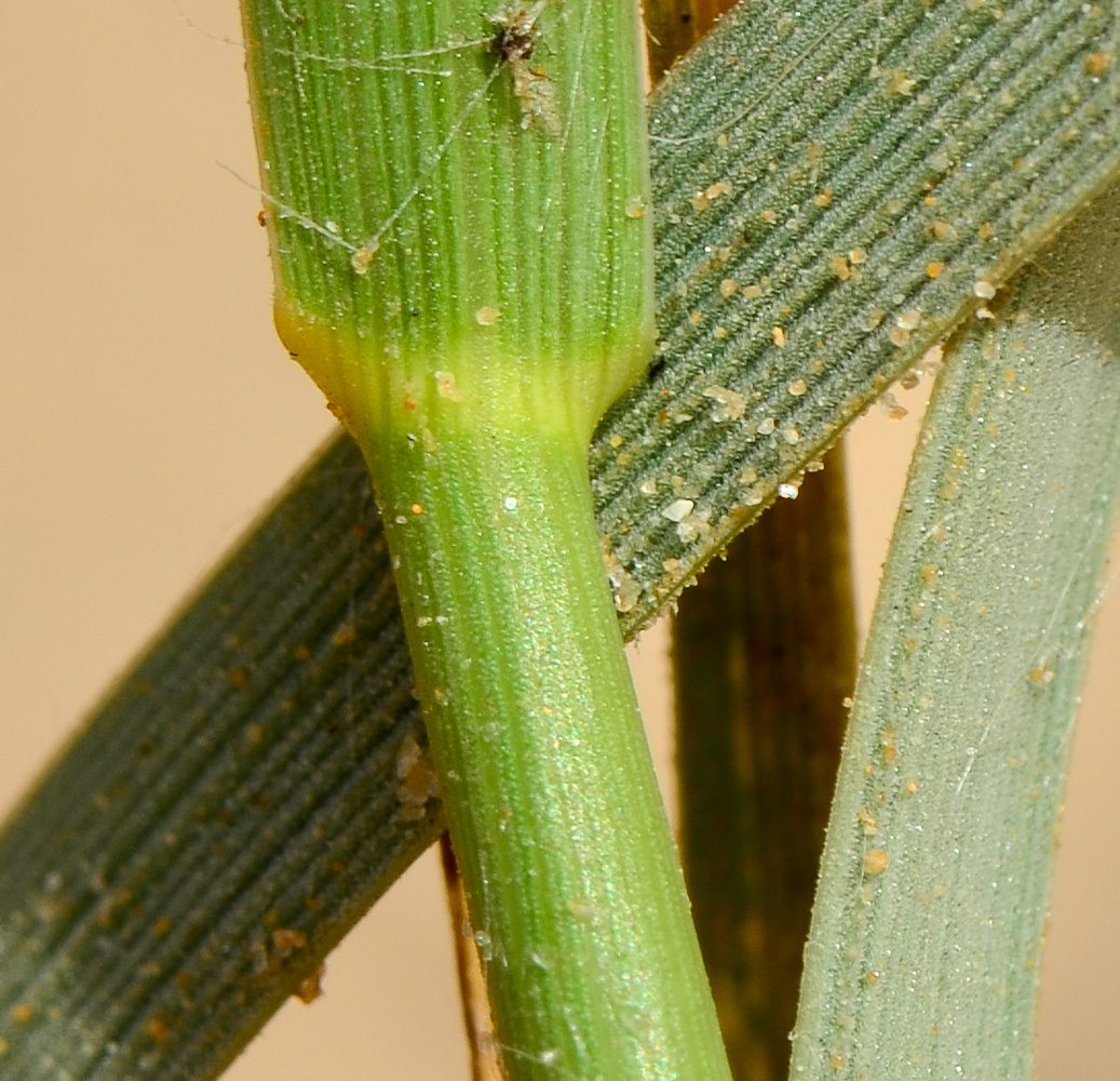 Image of Elytrigia juncea specimen.