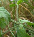 Teucrium scordioides. Часть побега. Краснодарский край, Кущёвский р-н, станица Шкуринская, высохшее дно придорожной канавы в балке Боброва. 15.07.2009.