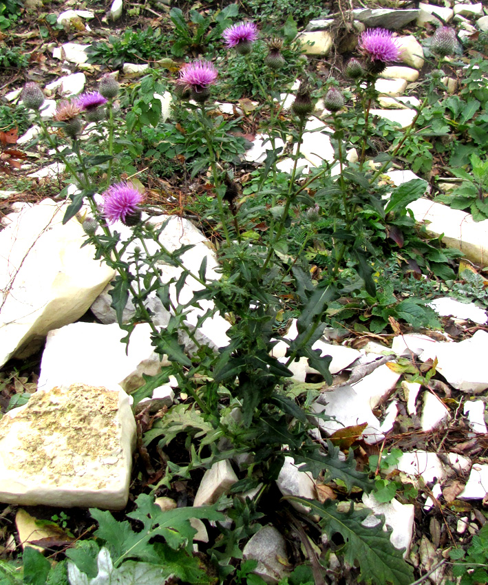 Изображение особи Cirsium euxinum.