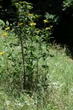 Heliopsis helianthoides подвид scabra. Цветущие растения. Молдова, Кишинев, Ботанический сад АН Молдовы. 12.07.2014.