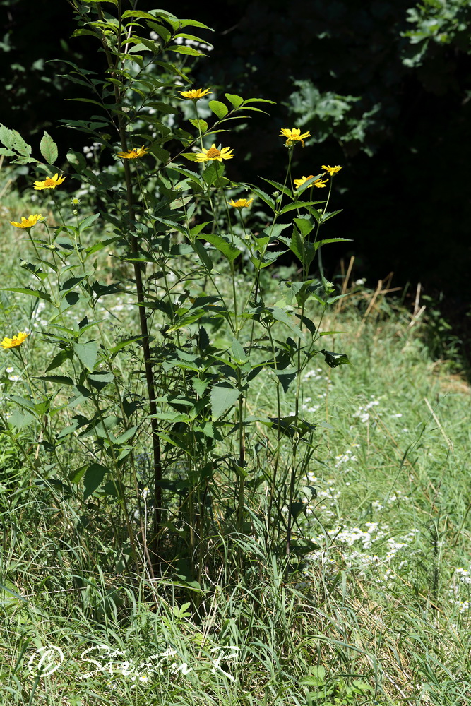 Изображение особи Heliopsis helianthoides ssp. scabra.