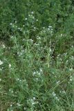 Trigonella procumbens