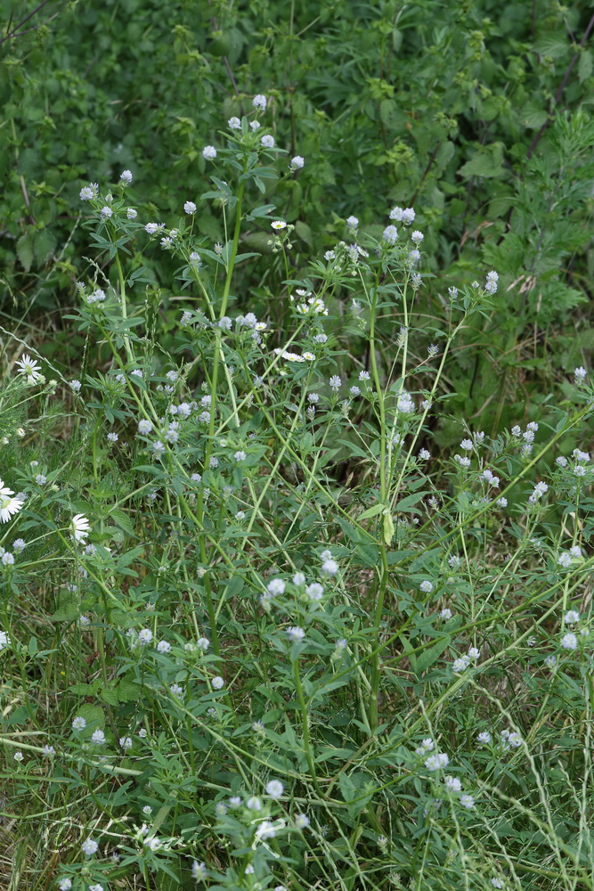 Изображение особи Trigonella procumbens.