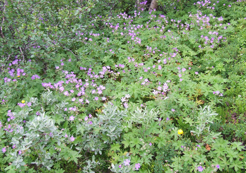 Image of Geranium sylvaticum specimen.