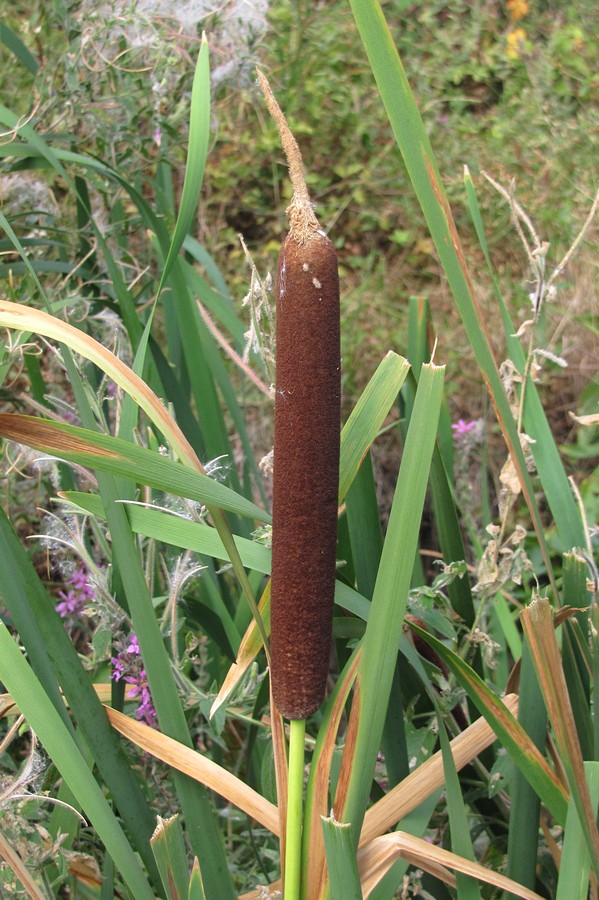 Изображение особи Typha &times; argoviensis.