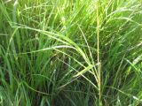 Calamagrostis canescens