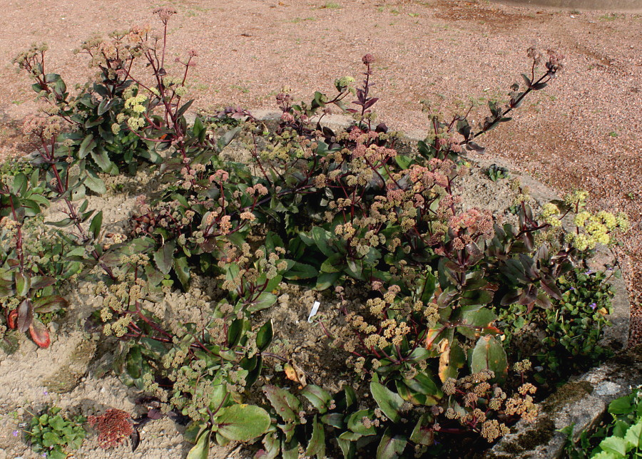 Image of Hylotelephium triphyllum specimen.