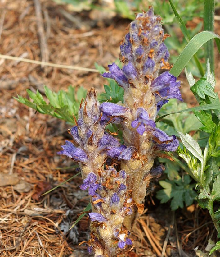 Изображение особи Orobanche coerulescens.