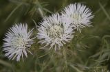 Galactites tomentosus