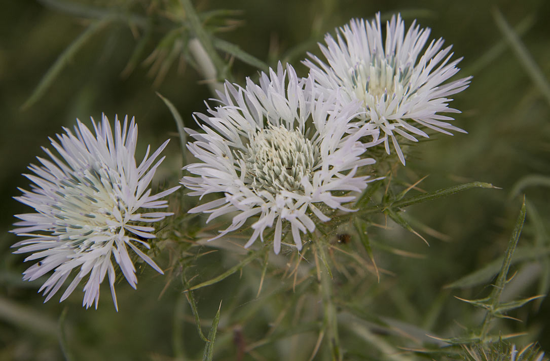 Изображение особи Galactites tomentosus.