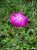 Lychnis coronaria