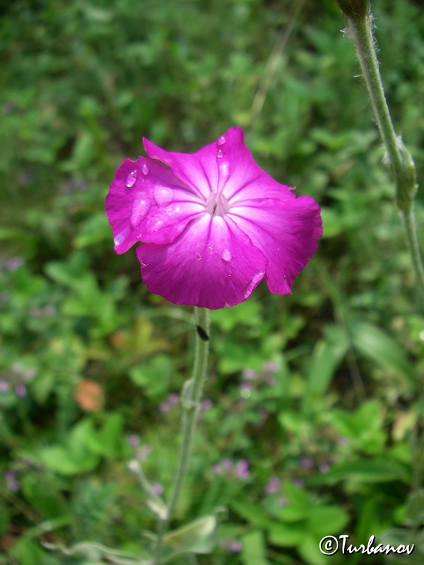 Image of Lychnis coronaria specimen.