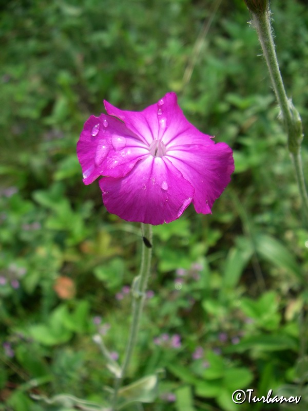 Изображение особи Lychnis coronaria.