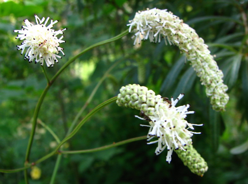 Image of Sanguisorba parviflora specimen.