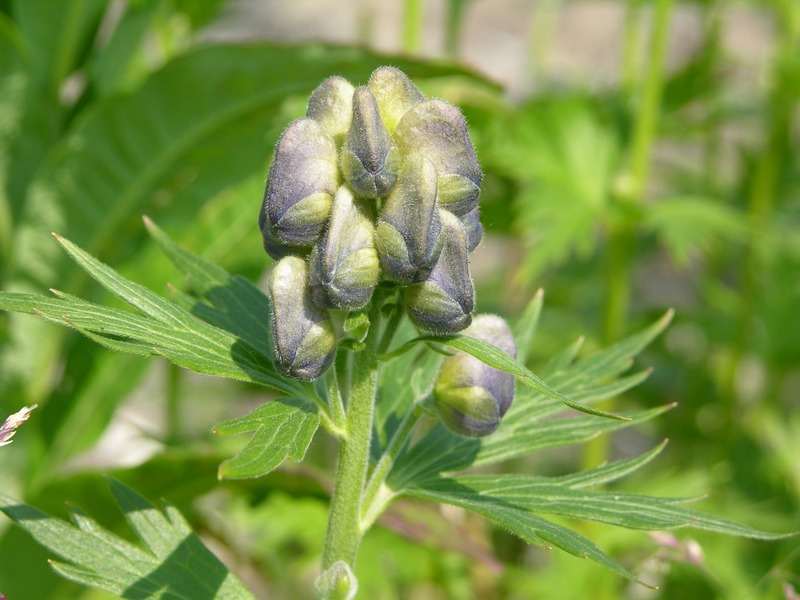 Image of Aconitum maximum specimen.