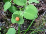 Lonicera caprifolium