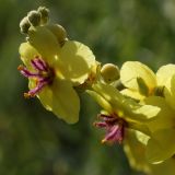 Verbascum marschallianum. Цветки и бутоны. Белгородская обл., окр. пос. Борисовка, Острасьев Яр, балочная степь. 30.06.2009.