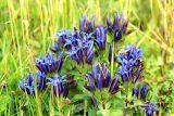 Gentiana septemfida