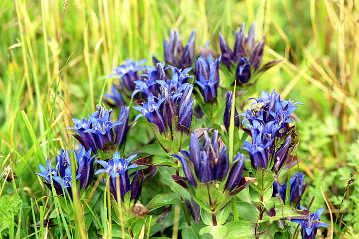 Изображение особи Gentiana septemfida.