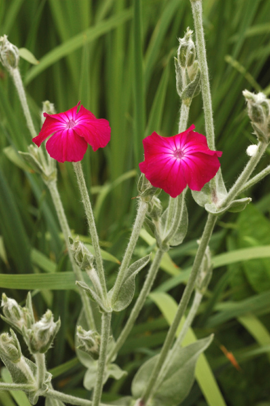Image of Lychnis coronaria specimen.