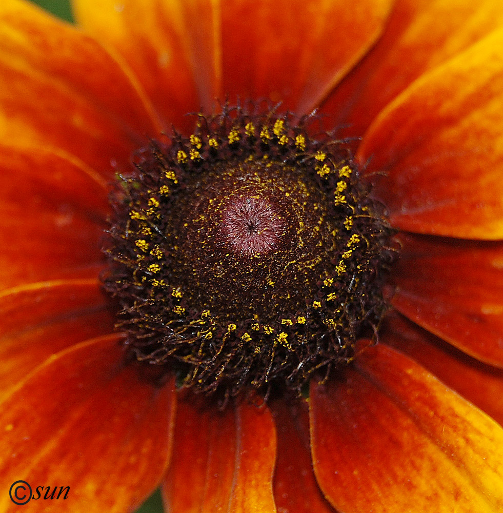 Image of Rudbeckia hirta specimen.