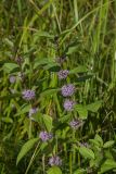 Mentha arvensis