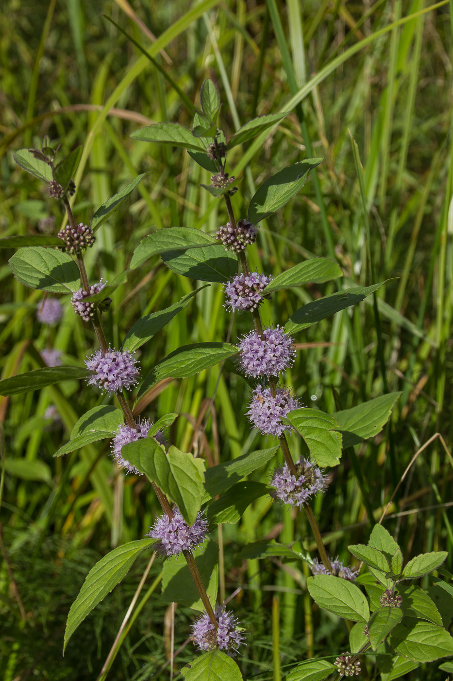 Image of Mentha arvensis specimen.