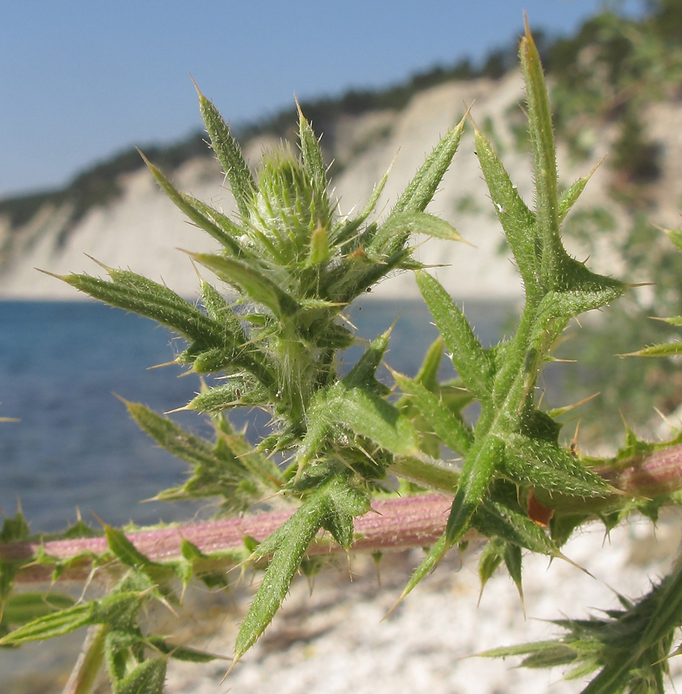 Image of Cirsium vulgare specimen.