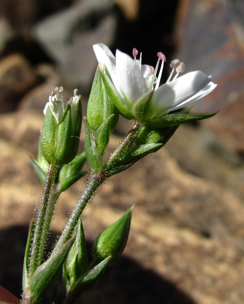 Image of Minuartia oreina specimen.