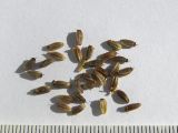 Carum caucasicum