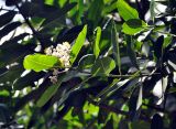 Calophyllum inophyllum. Верхушка ветви с соцветием. Таиланд, Краби. 18.06.2013.