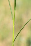 Bolboschoenus planiculmis. Средняя часть побега. Ростовская обл., Неклиновский р-н, Большенеклиновское с/п, дол. р. Сарматская, на прирусловом аллювии. 09.07.2015.
