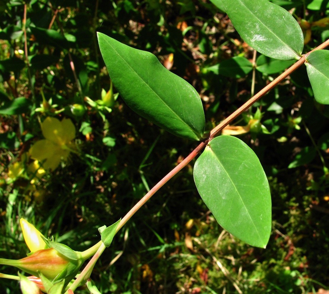 Изображение особи Hypericum calycinum.