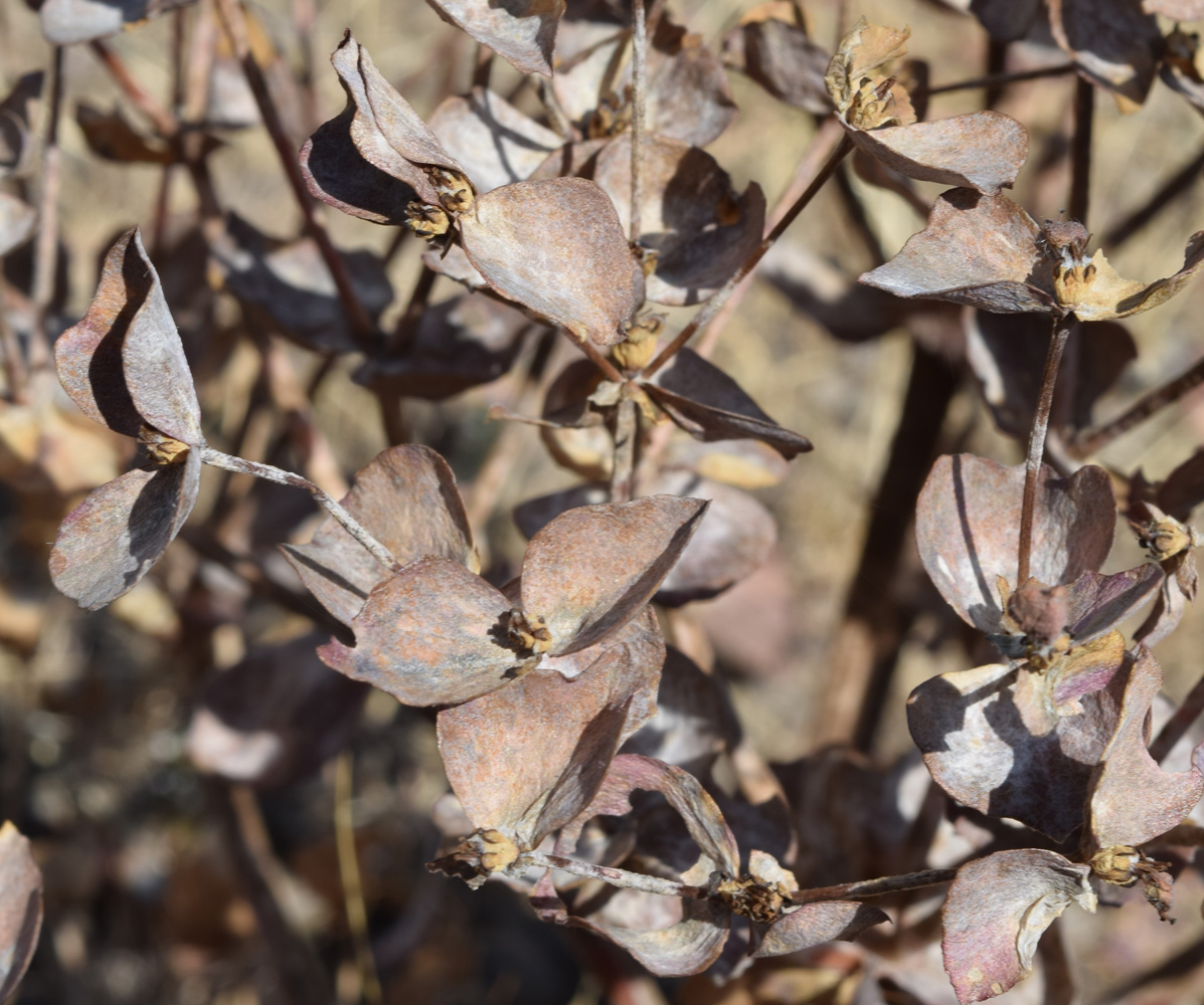 Изображение особи Euphorbia ferganensis.