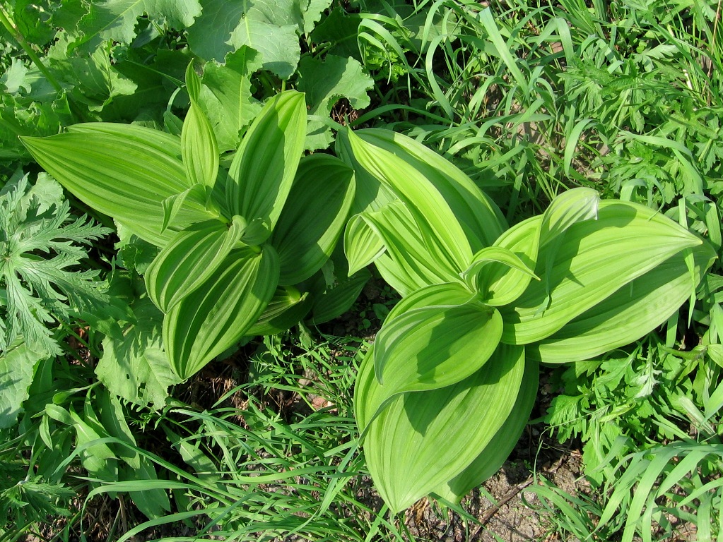 Изображение особи Veratrum lobelianum.