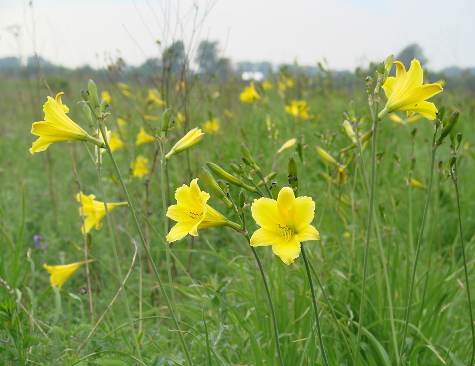 Изображение особи Hemerocallis minor.