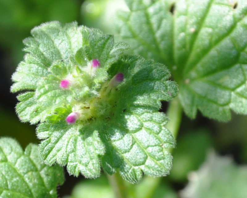 Image of Lamium amplexicaule specimen.