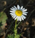 Tripleurospermum inodorum. Соцветие. Иркутская обл., Иркутский р-н, окр. пос. Марково. 10.07.2014.