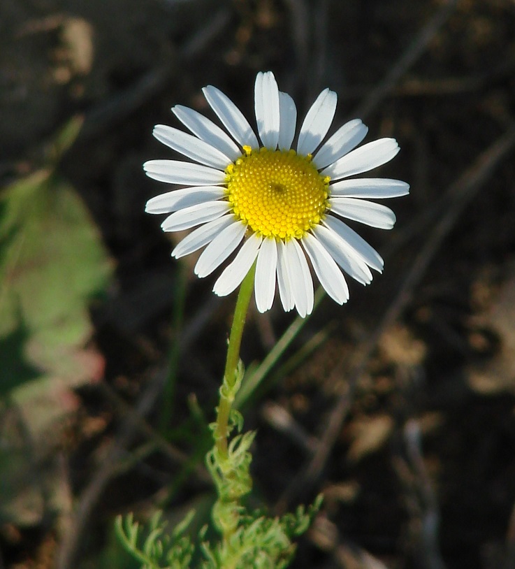 Изображение особи Tripleurospermum inodorum.