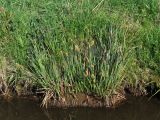 Carex elata. Кочка, образованная цветущими растениями. Нидерланды, провинция Groningen, Noordlaren, окр. озера Zuidlaardermeer, у берега мелиоративной канавы. 17 апреля 2010 г.