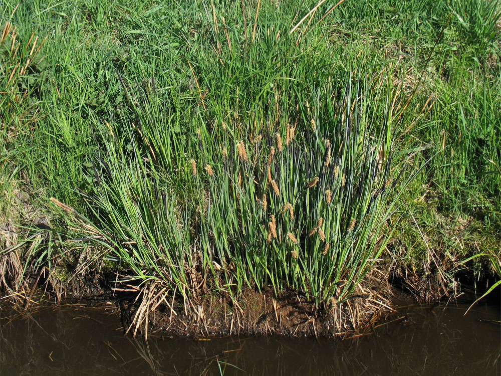 Image of Carex elata specimen.