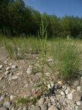 Rumex stenophyllus